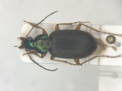 Chlaenius pennsylvanicus