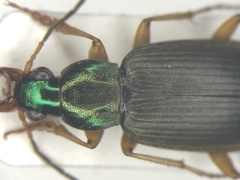 Chlaenius pennsylvanicus