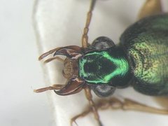 Chlaenius pennsylvanicus