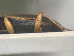 Chlaenius pennsylvanicus