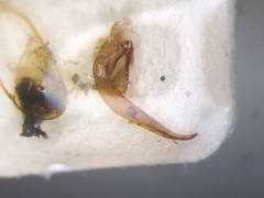 Chlaenius pennsylvanicus