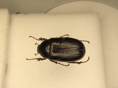 Phyllophaga drakii