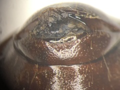 Phyllophaga drakii