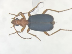 Brachinus fumans