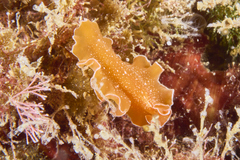 Yungia aurantiaca