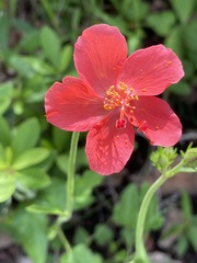 Hibiscus barbosae image