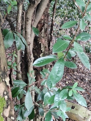 Photinia bodinieri