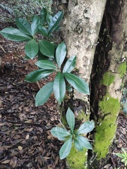 Photinia bodinieri
