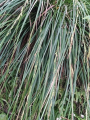 Carex brunnea