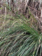 Carex brunnea
