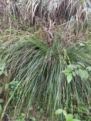 Carex brunnea