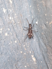 Cypholoba graphipteroides