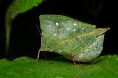 Phyllochoreia ramakrishnai