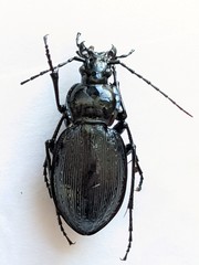 Carabus goryi