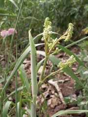 Ferula tschuiliensis