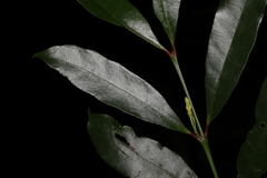 Mascarenhasia
