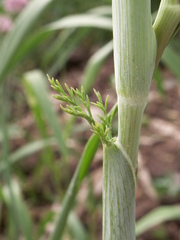 Ferula tschuiliensis