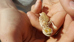 Phrynocephalus arabicus