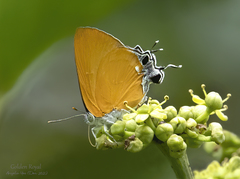 Pseudotajuria donatana