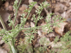 Ferula tschuiliensis
