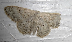 Scopula marginepunctata
