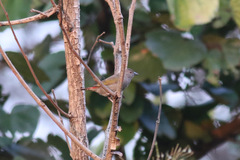 Pytilia hypogrammica