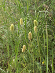 Ranunculus tenuilobus