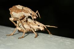 Episomus chinensis