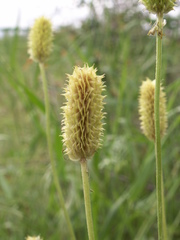 Ranunculus tenuilobus