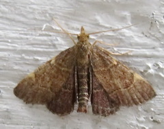 Hypsopygia rubidalis