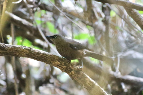 iNaturalist image