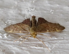 Hypsopygia rubidalis