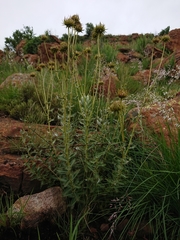 Berkheya seminivea