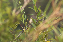 Curruca communis