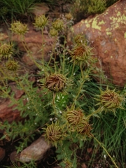 Berkheya seminivea