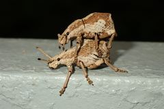 Episomus chinensis