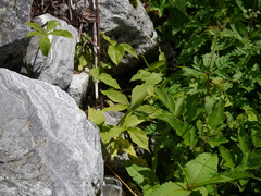 Arisaema jacquemontii