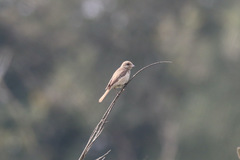 Lanius phoenicuroides