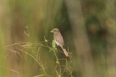 Lanius phoenicuroides