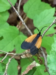 Pyromorpha dimidiata