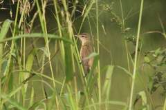 Acrocephalus arundinaceus