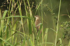 Acrocephalus arundinaceus