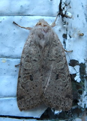 Agrochola laevis
