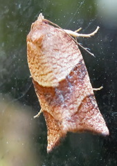 Philedone gerningana