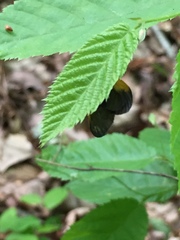 Pyromorpha dimidiata