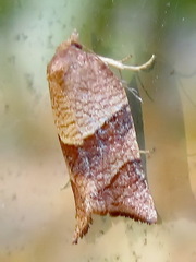 Philedone gerningana