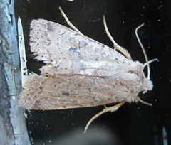 Agrochola laevis