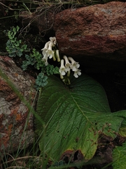 Streptocarpus vandeleurii