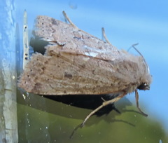 Agrochola laevis