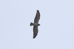 Circaetus beaudouini